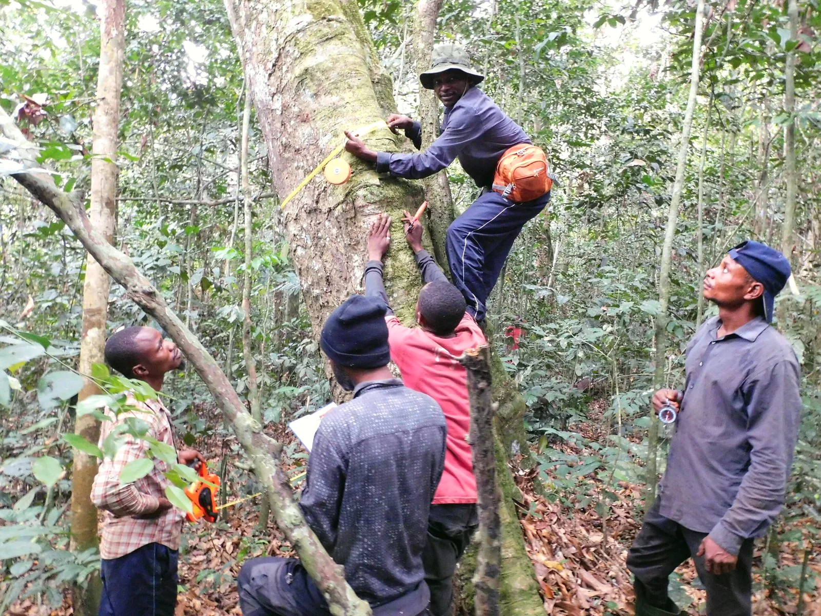 Équipe de terrain PBCA examinant un arbre lors d'une mission en forêt, RDC